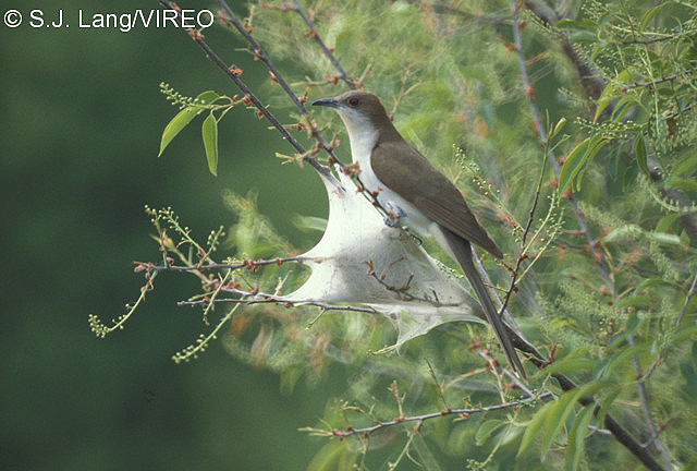 Black-billed Cuckoo l11-3-071.jpg